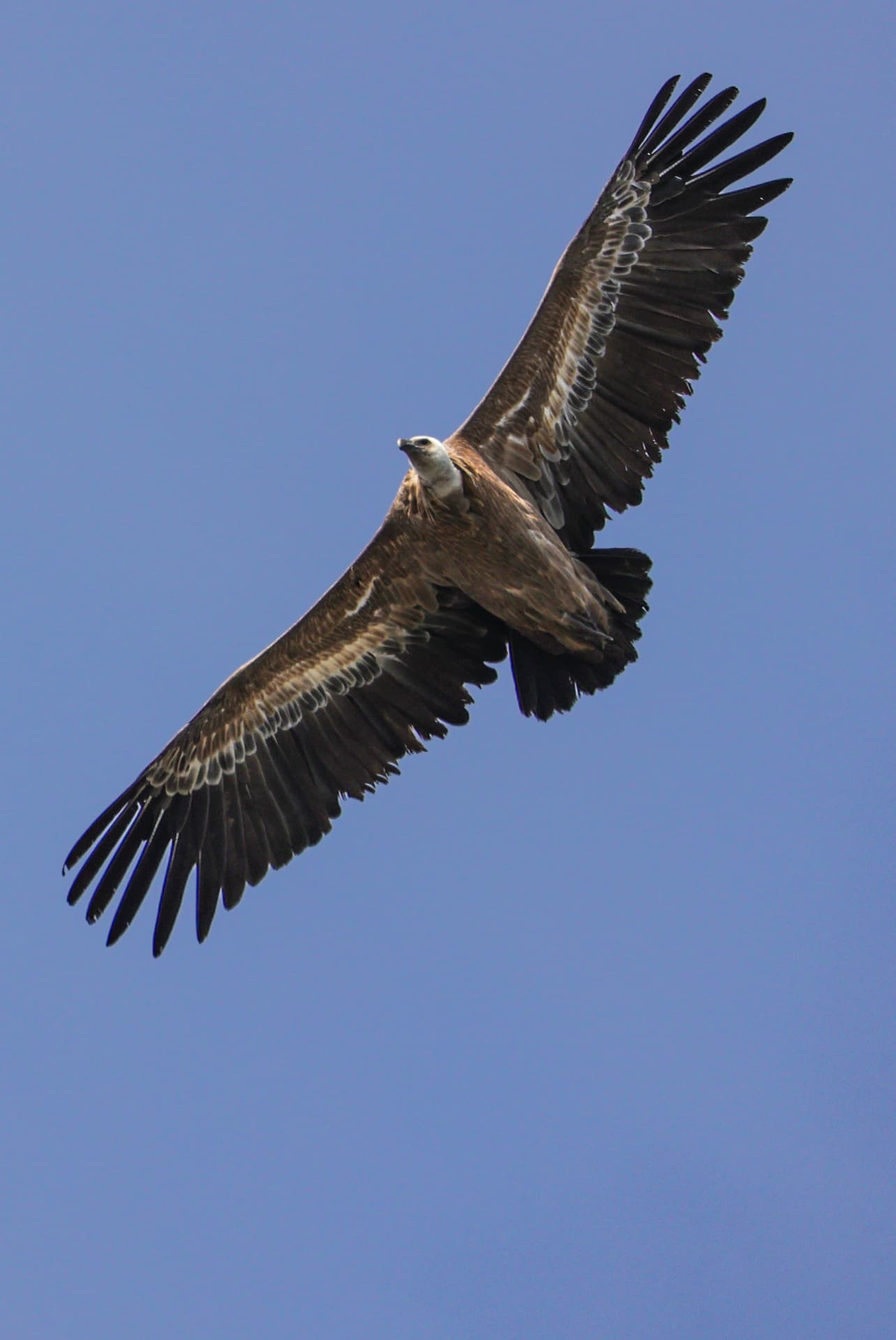 Bartgeier mit weit ausgebreiteten Flügeln vor blauem Himmel