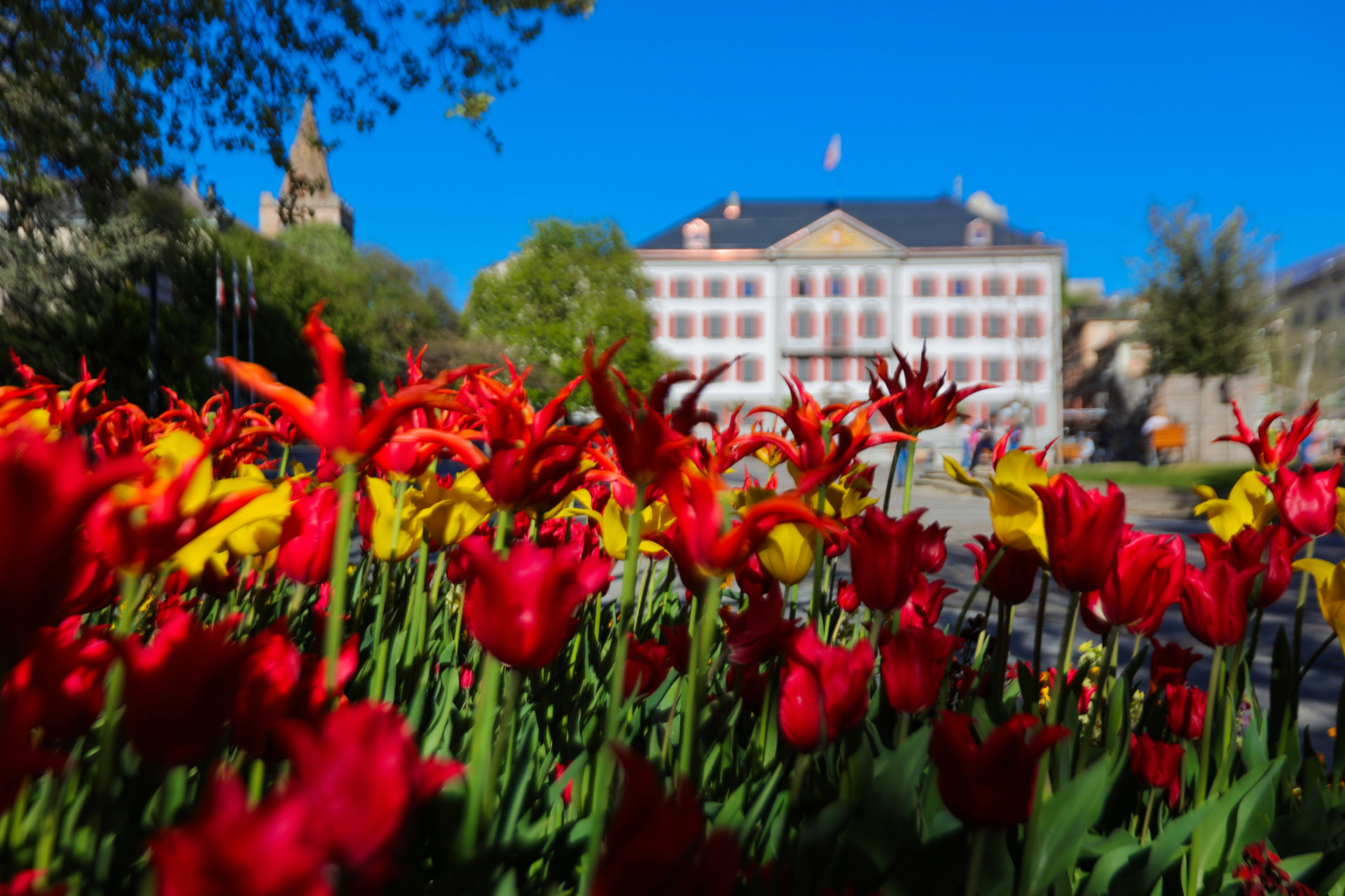 Bunte Tulpen im Vordergrund mit einem weissen Gebäude und dem Kathedralturm im Hintergrund in Sion