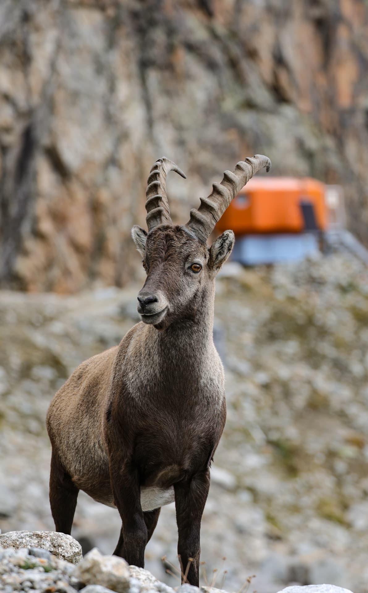 Steinbock beim Biwak, die orange CAS-Kapsel im unscharfen Hintergrund