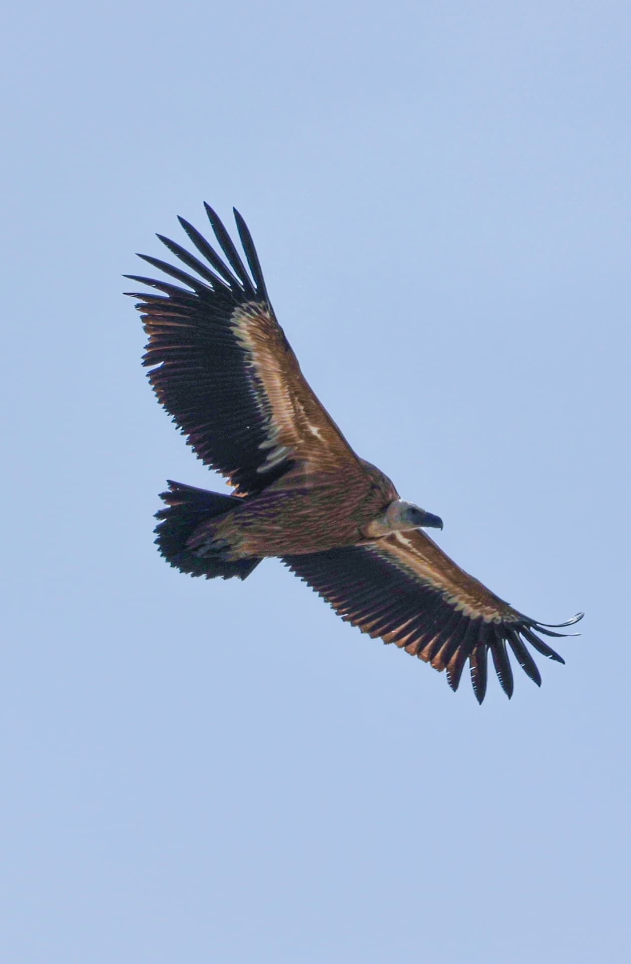 Bartgeier im Kurvenflug über dem Bettmergrat