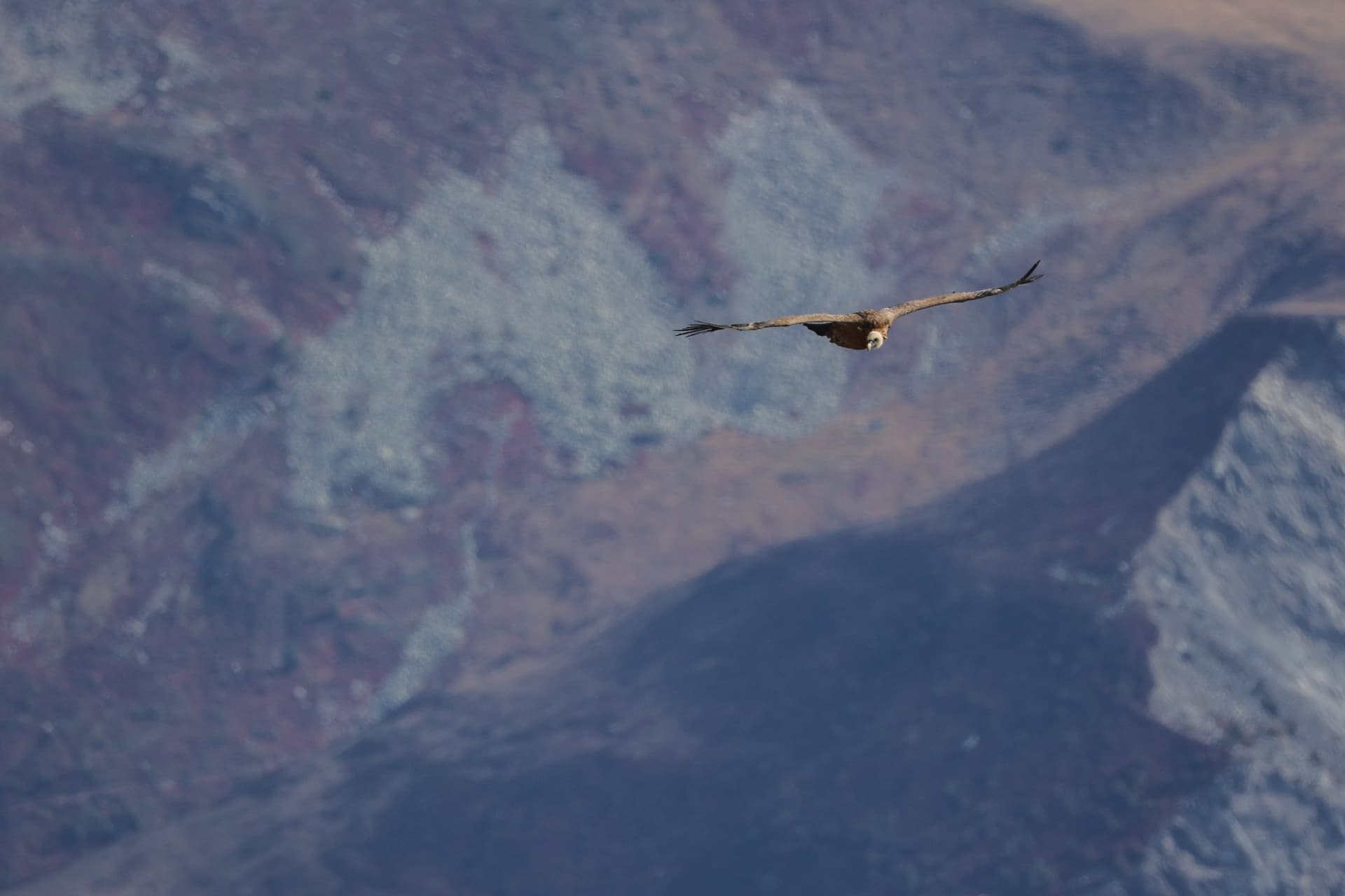 Bartgeier im Flug über dem Bergtal beim Bettmerhorn